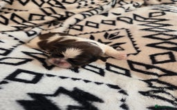 Shih Tzu dogs for sale: 5 stunning kc registered shih tzu pups - Image 11