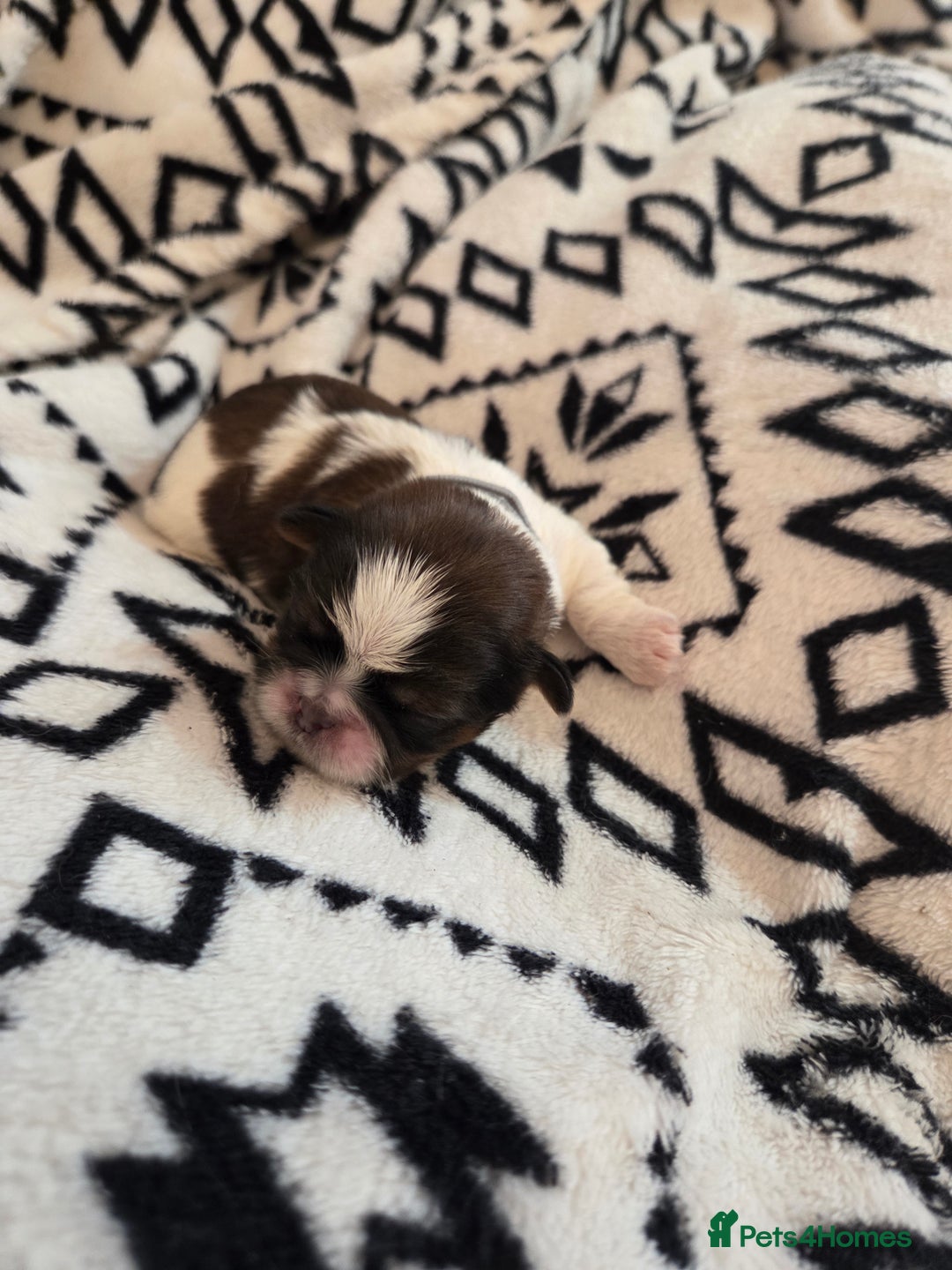 Shih Tzu dogs for sale: 5 stunning kc registered shih tzu pups - Image 11