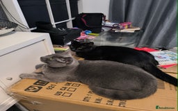 Domestic Shorthair cats for sale: Kittens ready now  - Image 6