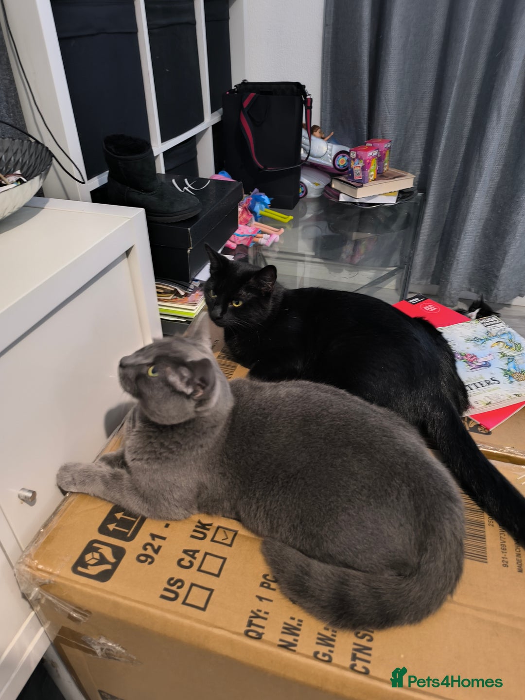 Domestic Shorthair cats for sale: Kittens ready now  - Image 6