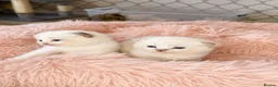 Ragdoll cats for stud: Ragdoll Stud - Experienced  - Advert 7