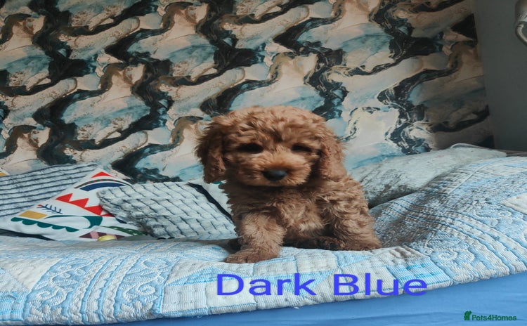 Cockapoo dogs - Advert 2