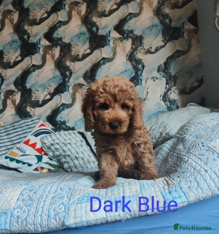 Cockapoo dogs - Advert 2