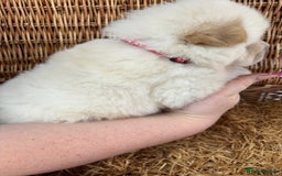 Chow Chow dogs for sale: 4 FEMALES POLAR WHITE CHOW CHOW  - Image 11