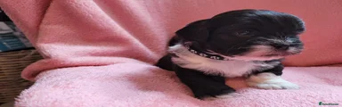 Lhasa Apso - Black Collar