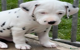Dalmatian dogs for sale: Tamilanda Dalmatian's - Image 3
