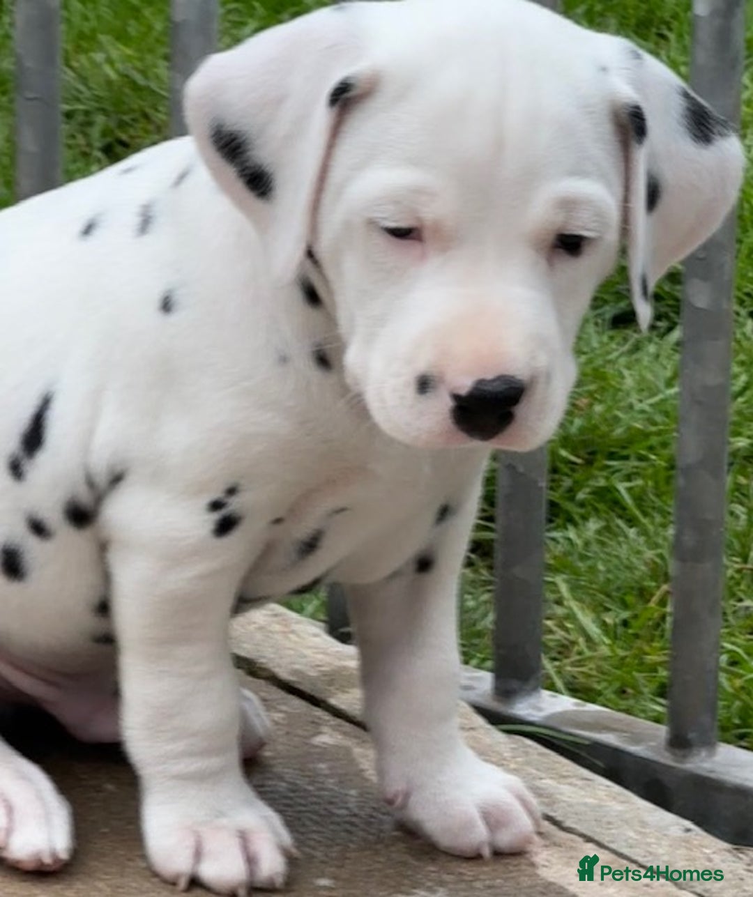 Dalmatian dogs for sale: Tamilanda Dalmatian's - Image 3