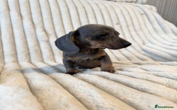 Miniature Dachshund dogs for sale: LAST 2 BOYS Miniature smooth Dachshund puppies - Image 14