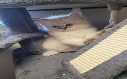 Ragdoll cats for sale: 🐾😺 3 Fluffy Ragdoll Kittens Waiting for You ♥♥♥ - Image 12