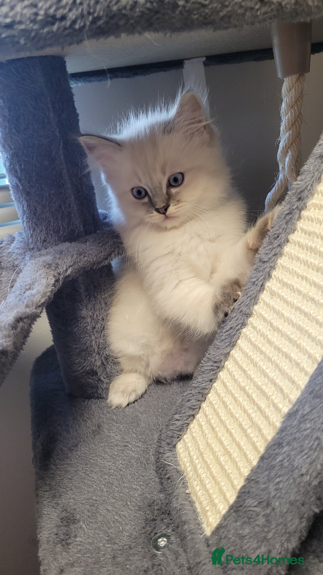 Ragdoll cats for sale: 🐾😺 3 Fluffy Ragdoll Kittens Waiting for You ♥♥♥ - Image 12