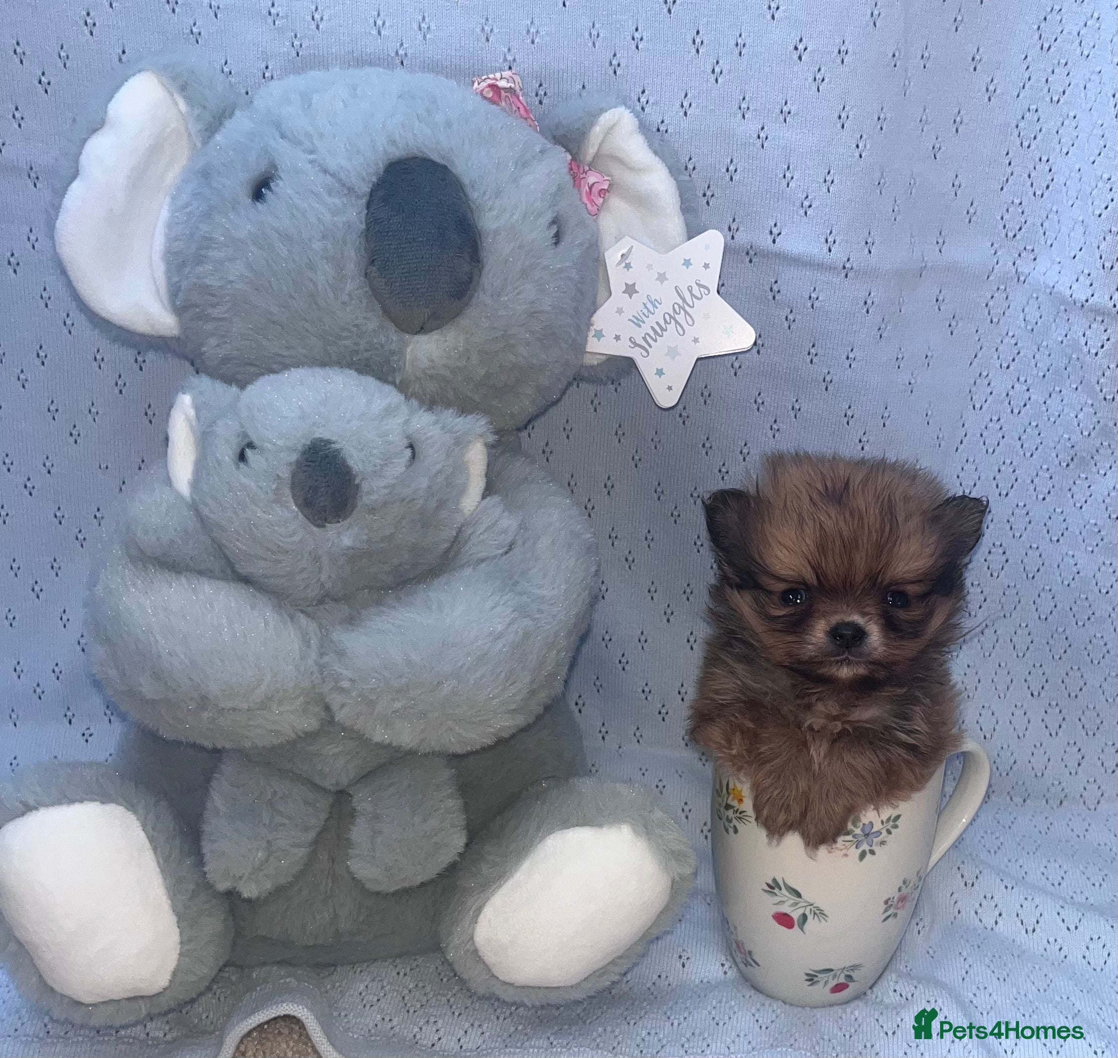 Pomeranian dogs Pomeranian - Advert 1