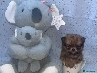 Pomeranian dogs Pomeranian - Advert 1