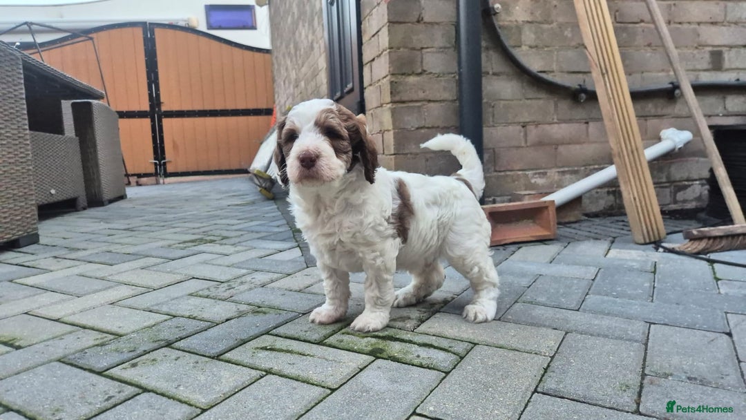 Bernedoodle dogs for sale: F1b Bernedoodle Puppies - Image 6