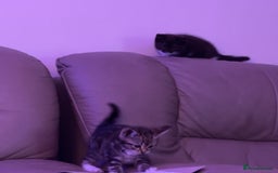 European cats for sale: 3 kittens for sale  - Image 6