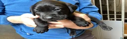 Labrador Retriever dogs for sale: Gorgeous litter - 3 sold already in Carluke - Advert 6