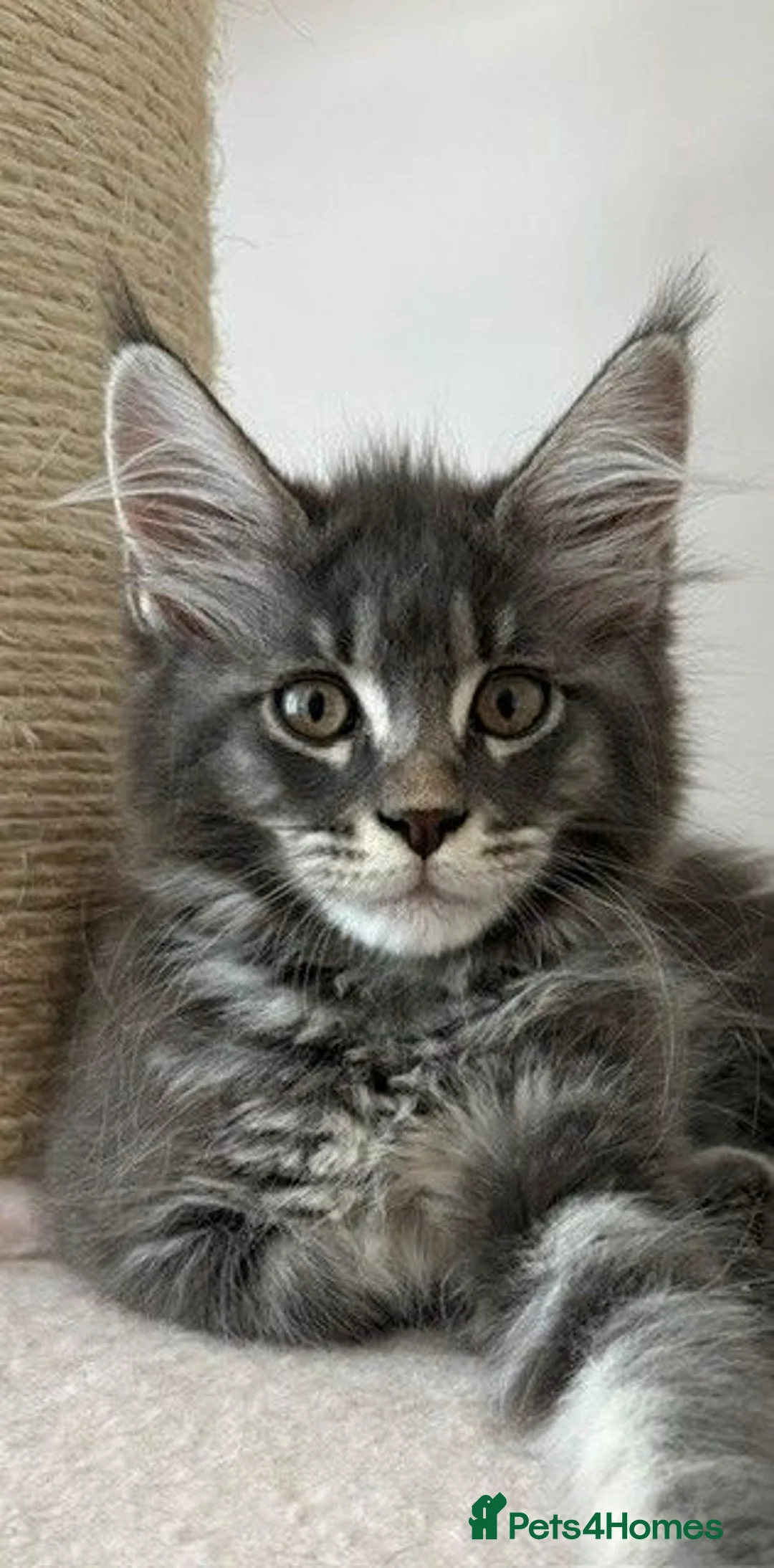 Maine Coon cats for sale: 🐈🐈‍⬛ Russian/European Bloodlines 💕🐱 - Advert 2
