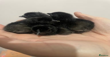 Chickens poultry Ayam Cermani chicks (born 27/11) - Advert 1