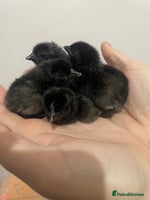 Chickens poultry Ayam Cermani chicks (born 27/11) - Advert 1