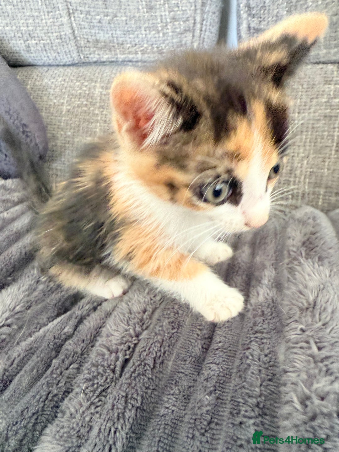 Mixed Breed cats for sale: Kittens  - Image 4