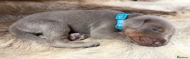 Dobermann 1