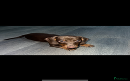 Miniature Dachshund dogs for sale: Ready to go-Gorgeous miniature Dachshund puppies   - Image 20