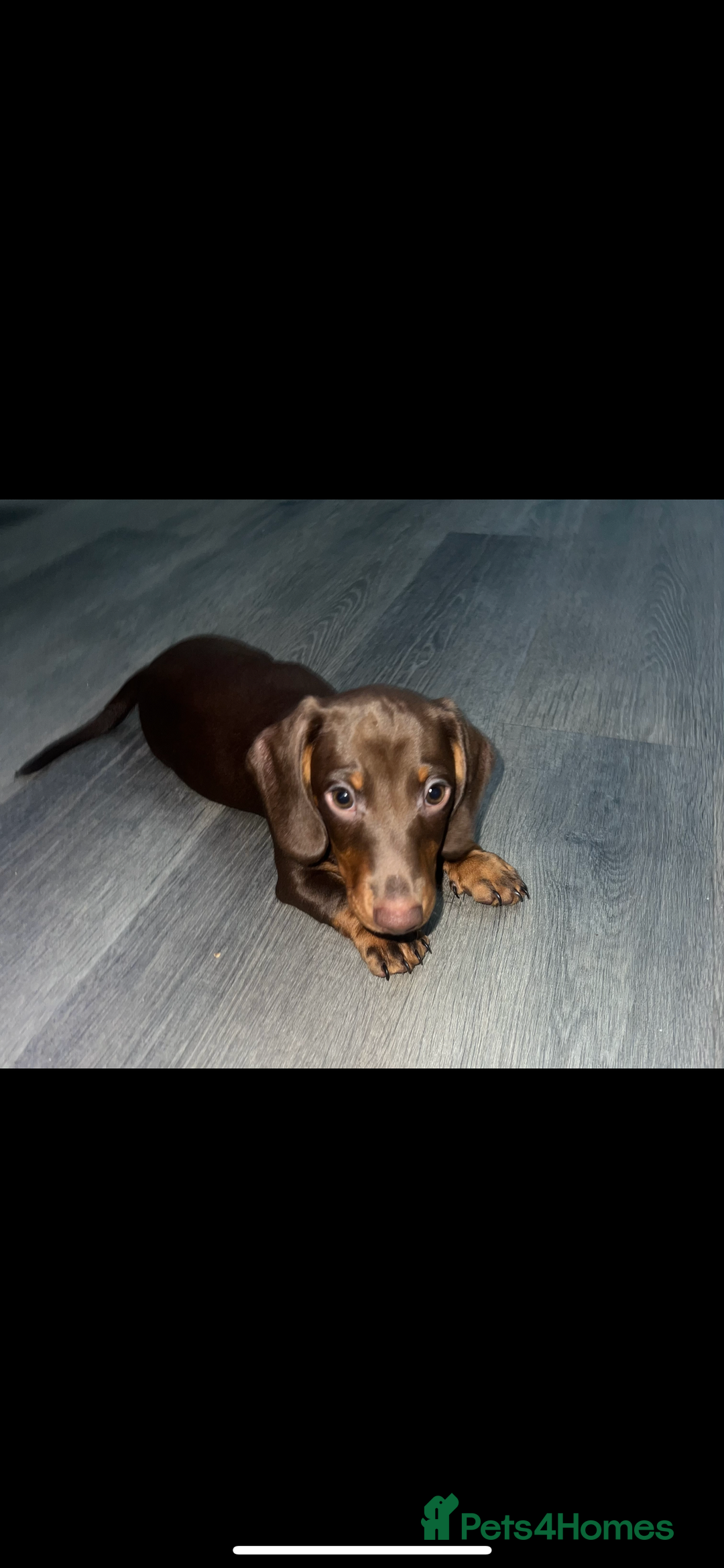 Miniature Dachshund dogs for sale: Ready to go-Gorgeous miniature Dachshund puppies   - Image 20