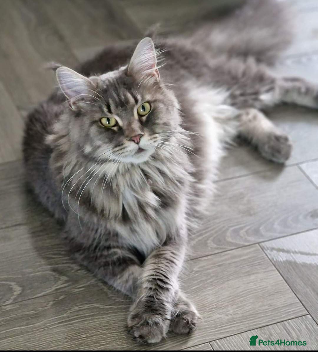 Maine Coon cats Stunning Dolly tica registered blue ticked tabby - Advert 2