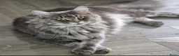 Maine Coon cats for sale: Stunning Dolly tica registered blue ticked tabby - Advert 2