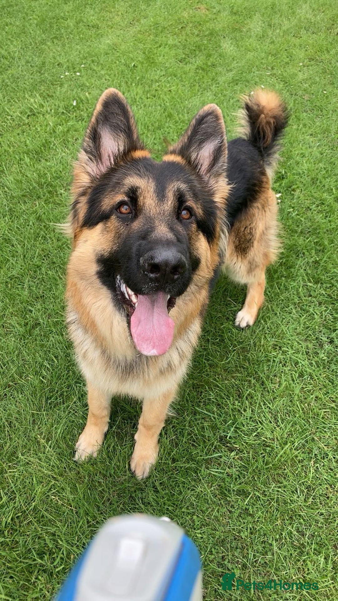 German Shepherd dogs for sale: German shepherd for sale - Image 3
