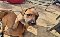 Mixed Breed dogs for sale: Lurcher x Staff - Image 1