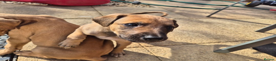Mixed Breed Puppy 1