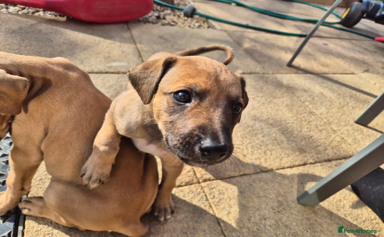 Mixed Breed dogs - Advert 2