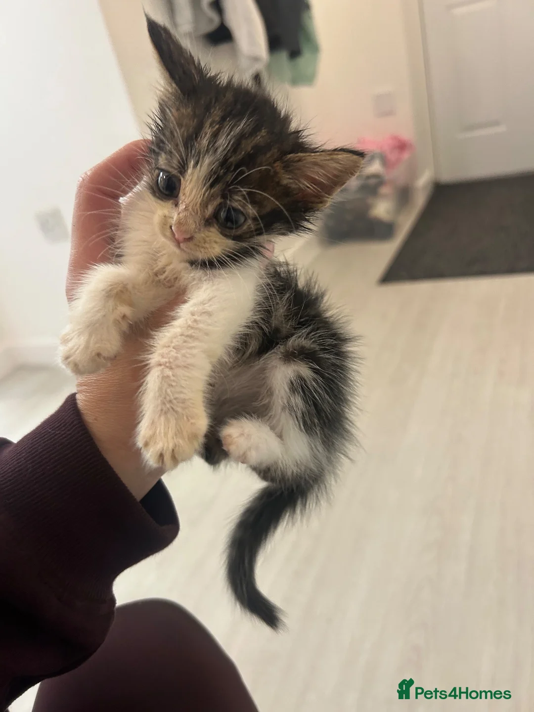 Mixed Breed cats for sale: Beautiful kittens for sale  - Advert 2