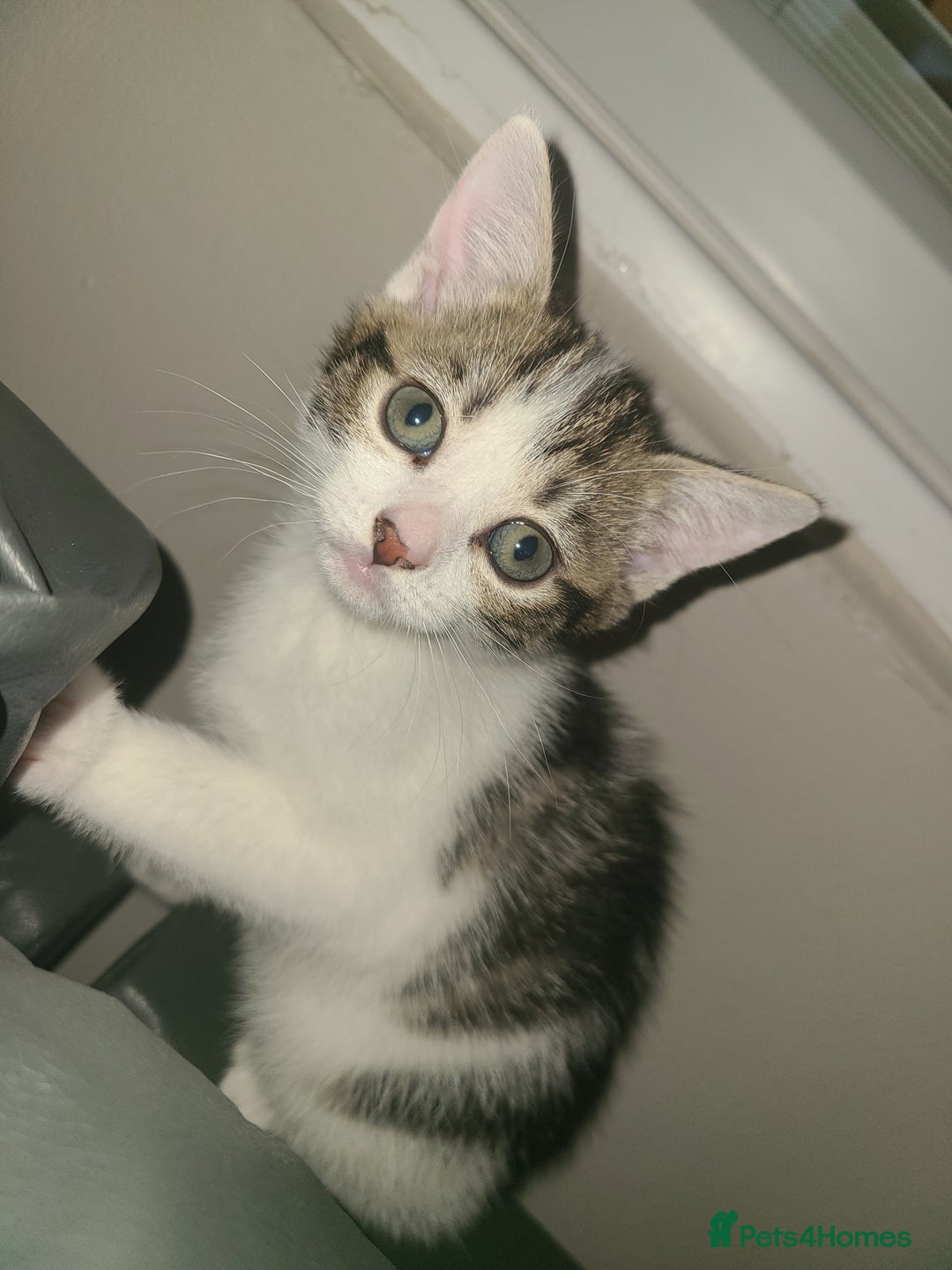 Mixed Breed cats for sale: 3 beautiful kittens - Advert 19