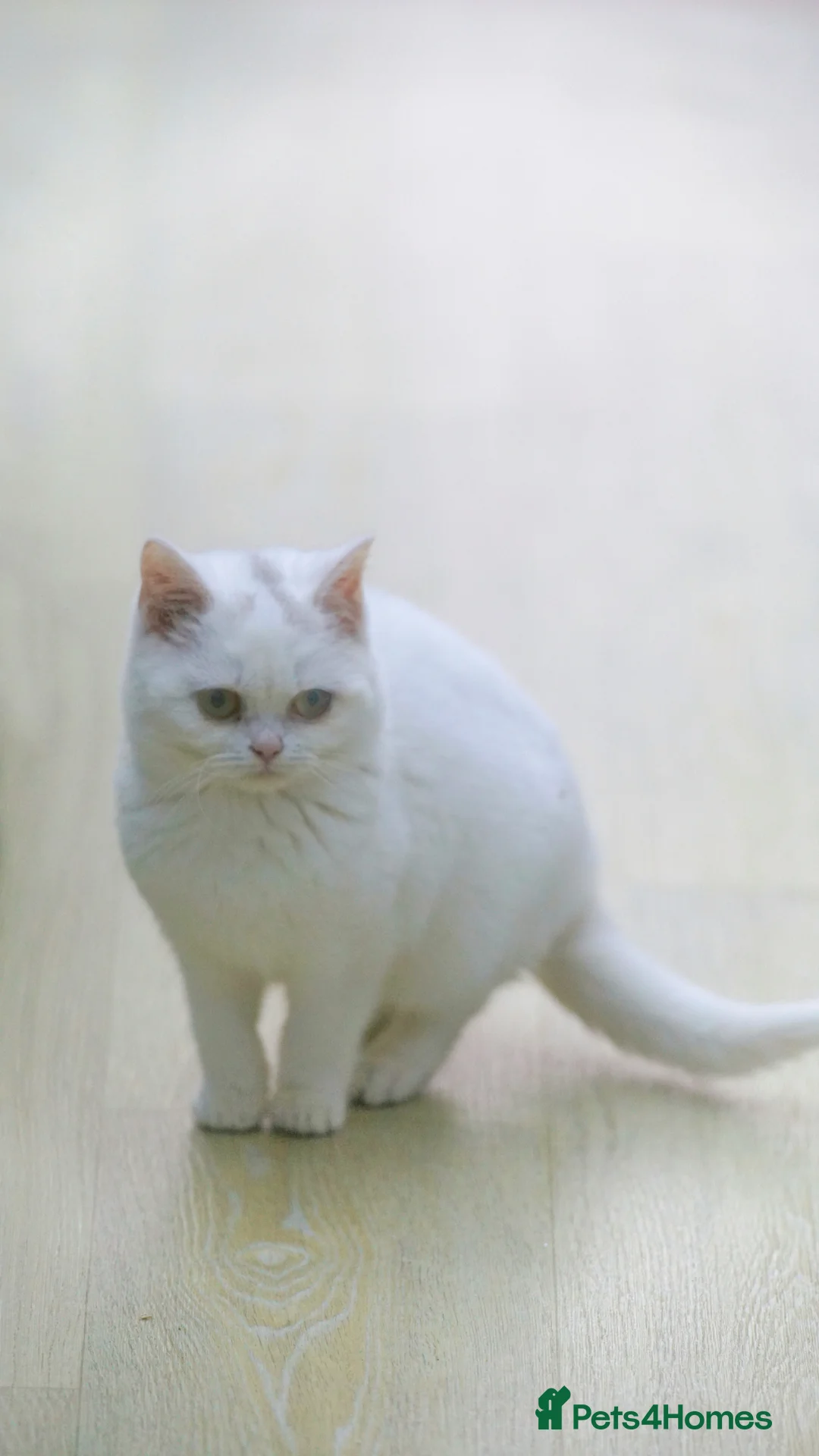 British Shorthair cats for sale: FEMALE & Male Pure British Shorthair kittens - Advert 7