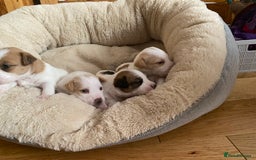 Jack Russell dogs for sale: Long/Broken coated Jack Russel - Image 8