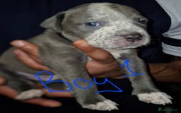 Mixed Breed dogs for sale: 10 beautiful cane corso cross bullmastiff puppies - Image 8