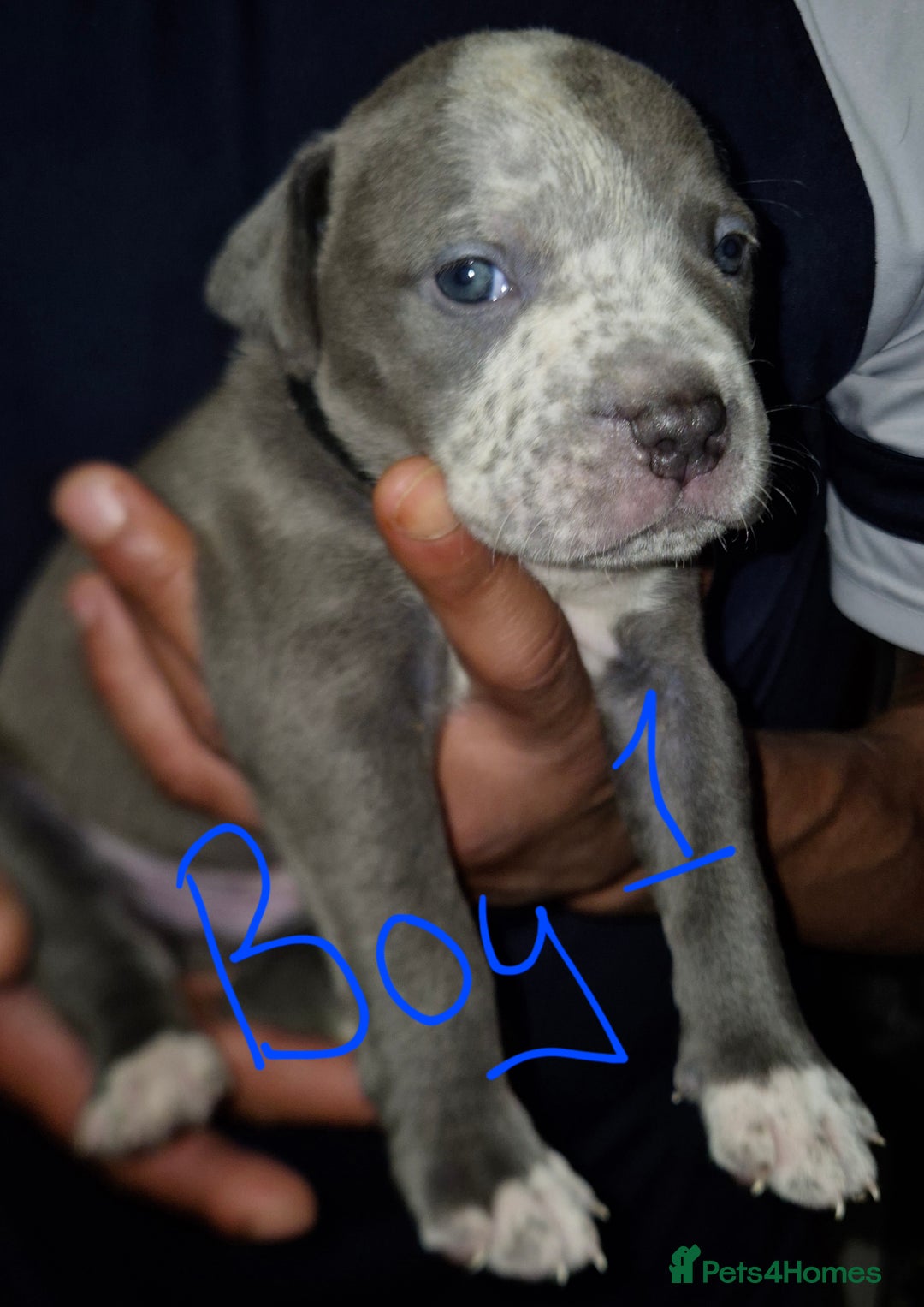 Mixed Breed dogs for sale: 10 beautiful cane corso cross bullmastiff puppies - Image 8