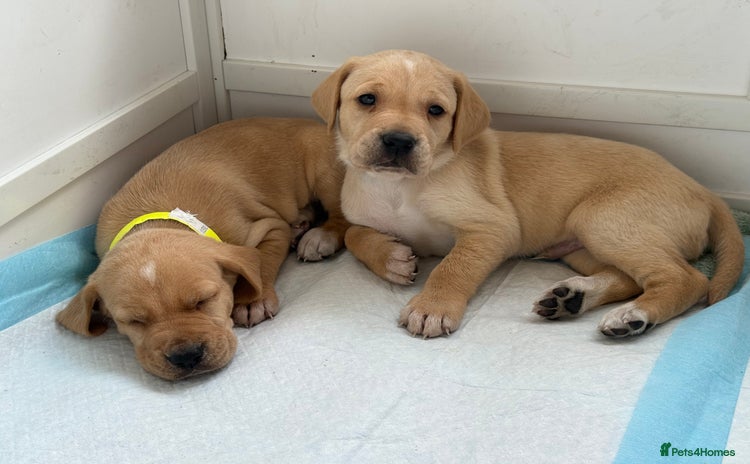 Mixed Breed dogs - Advert 1