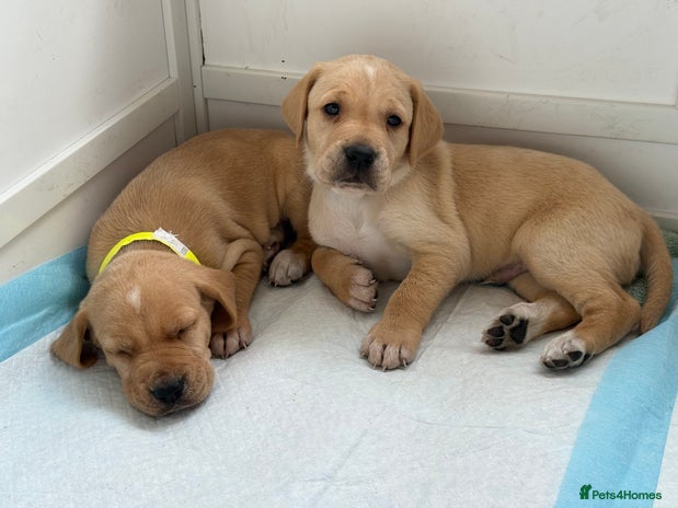 Mixed Breed dogs - Advert 13