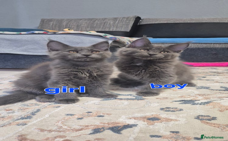 Maine Coon cats - Advert 3