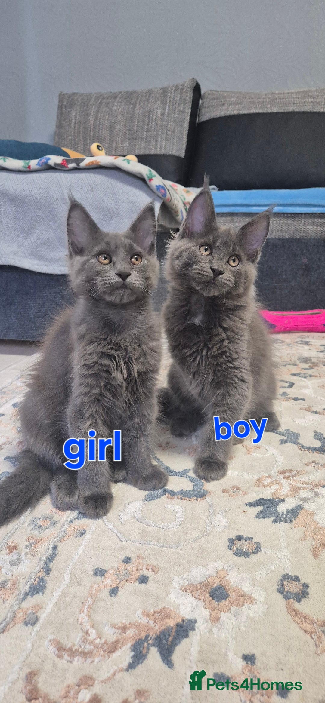 Maine Coon cats for sale: Maine Coon Glasgow AVAILABLE  - Image 2