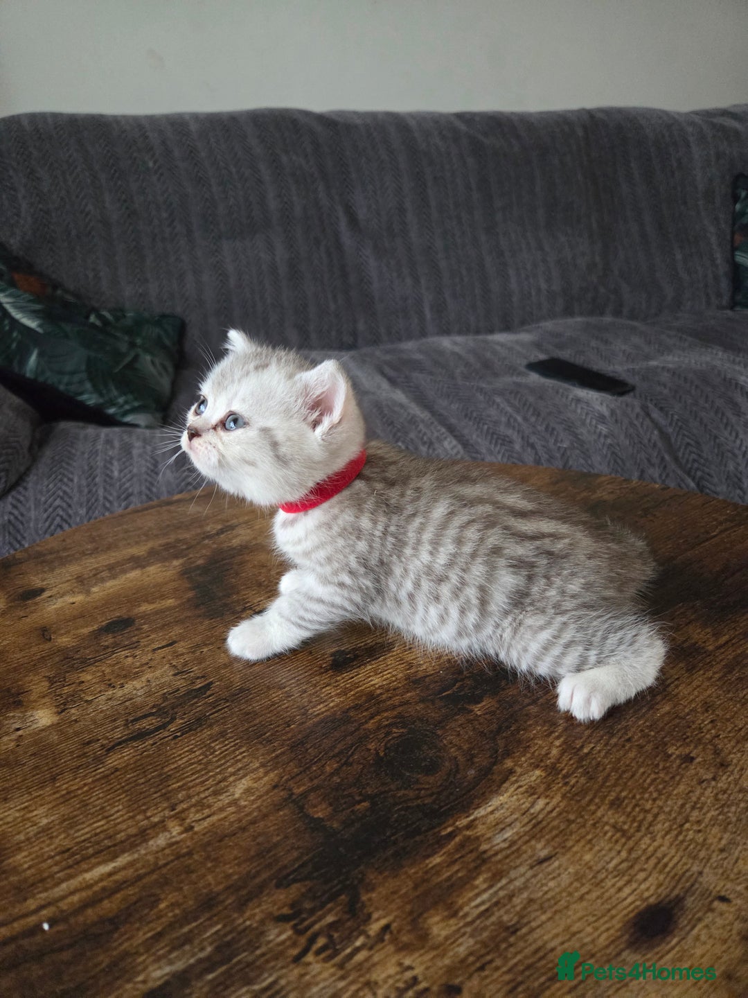 British Shorthair cats for sale: Adorable 4 pure breed kittens for sale - Advert 10