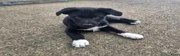 Border Collie dogs for sale: 2 female pups for sale. Ready now in Stranraer - Advert 4