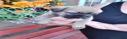 Mixed Breed dogs for sale: 6 lovely puppies 🐶 😍  - Advert 6