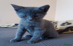 Russian Blue cats for sale: Pure Russian Blue Kitten LAST BOY ! - Image 8
