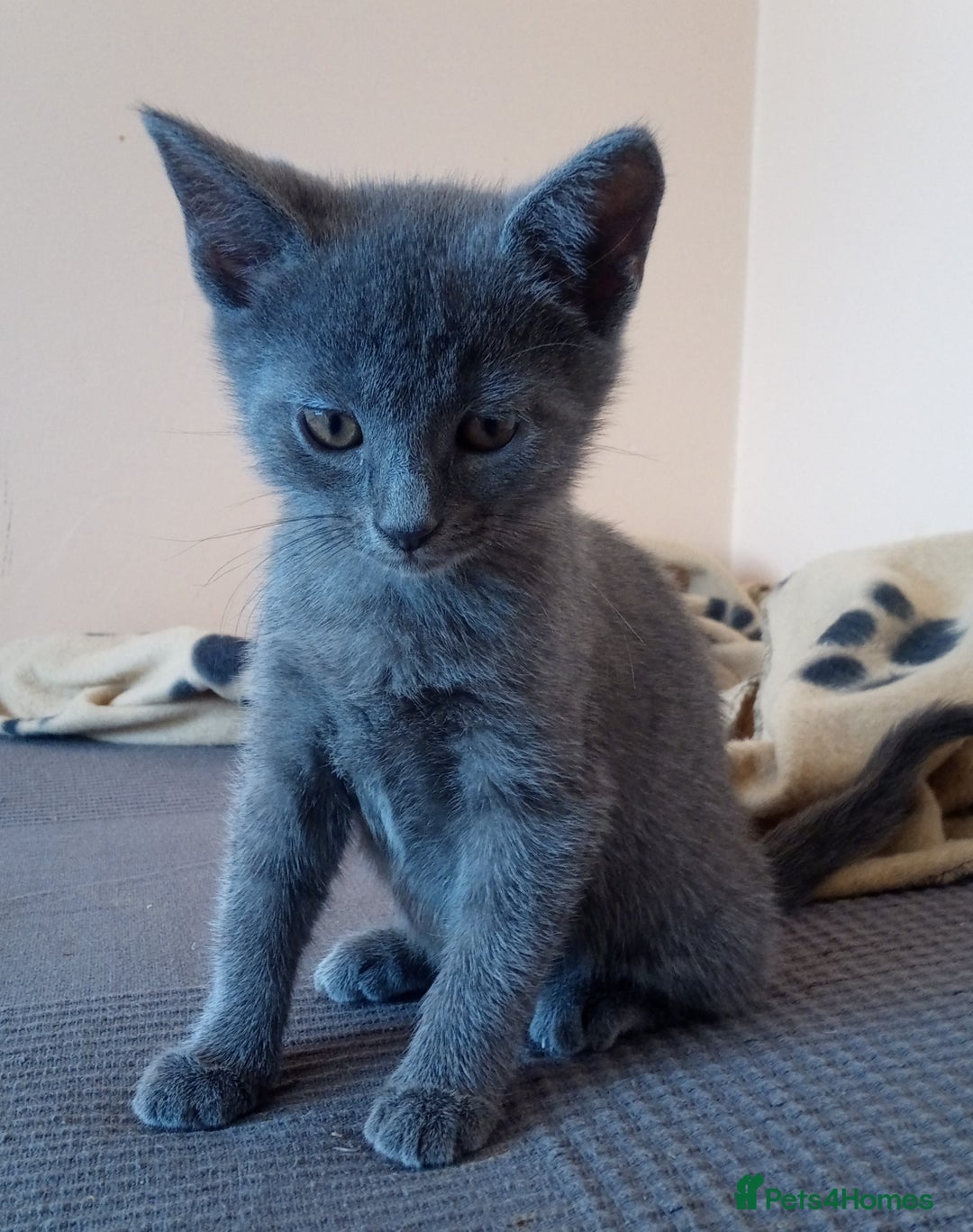 Russian Blue cats for sale: Pure Russian Blue Kitten LAST BOY ! - Image 8