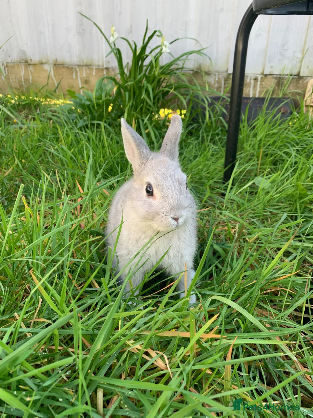 Rex rabbits for sale: Grey Otter  in Cardiff - Advert 2