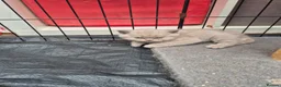 British Shorthair cats for sale: British shorthair kittens fawn and chocolate males - Advert 15