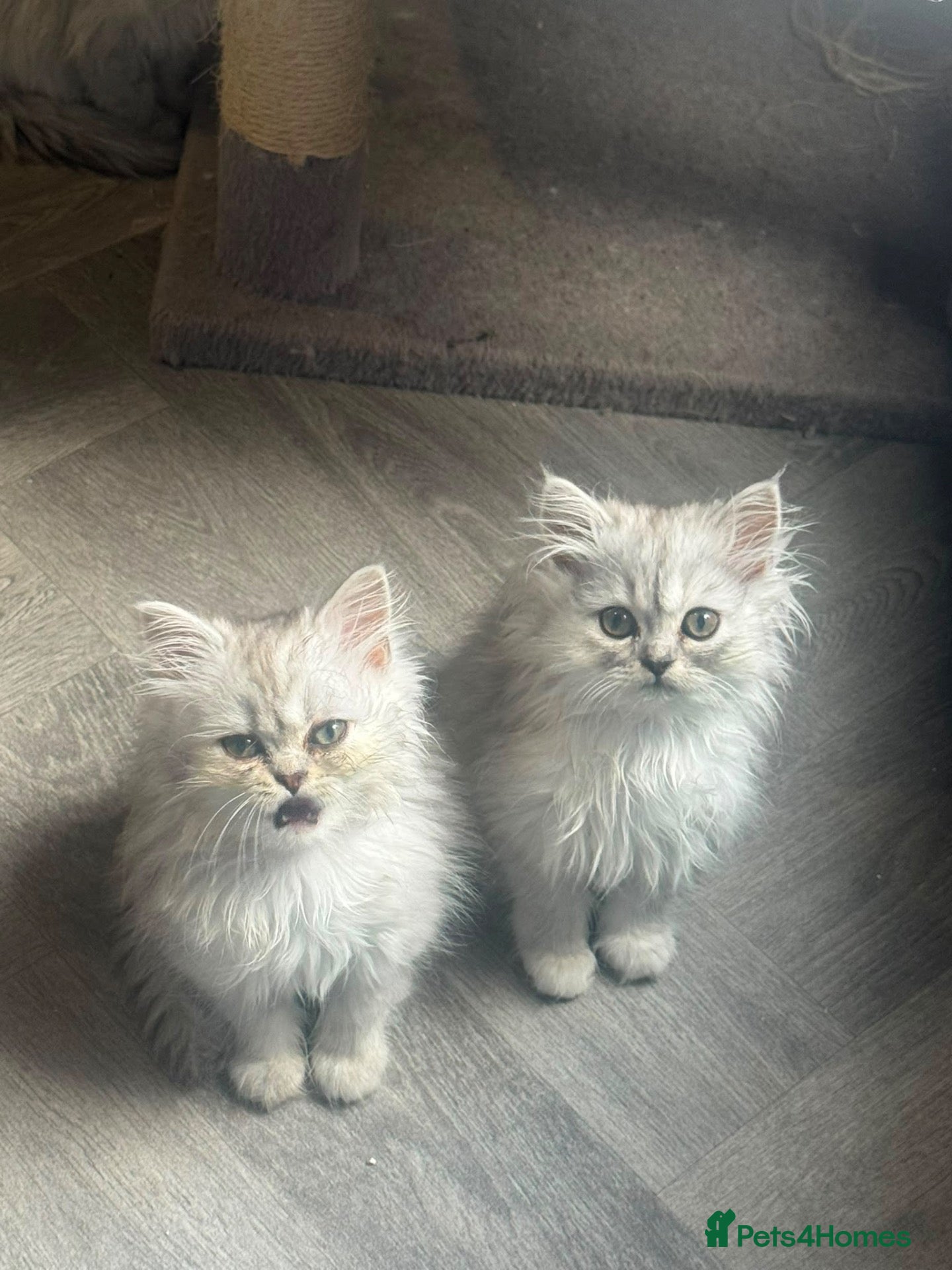 Persian cats Beautiful long haired Persian Kittens - Advert 2